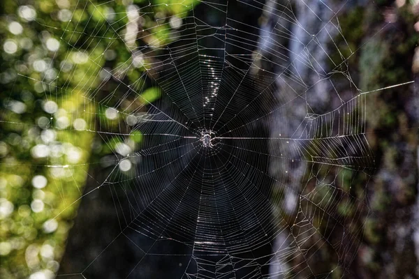 Detailní Záběr Pavučiny Rozmazaným Pozadím — Stock fotografie