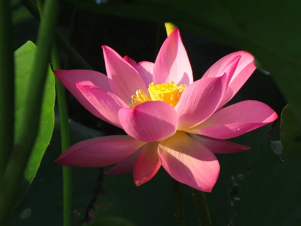 Gros Plan Mignon Lotus Sacré Sous Lumière Soleil — Photo