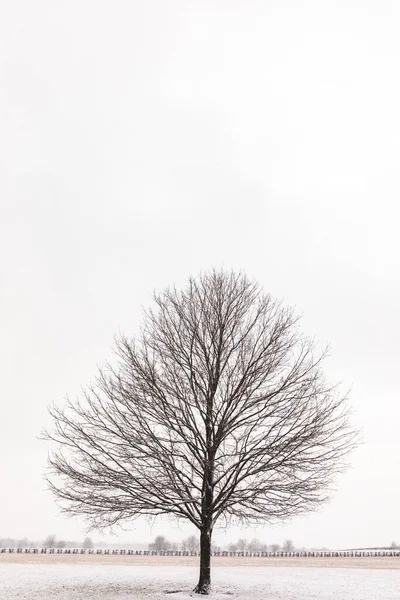 Plan Vertical Arbre Enneigé Par Une Journée Froide Hiver — Photo