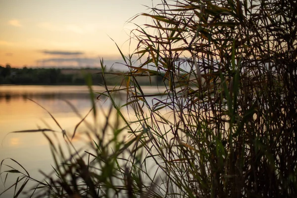 Рослини Озеро Блищають Під Прекрасним Заходом Сонця — стокове фото