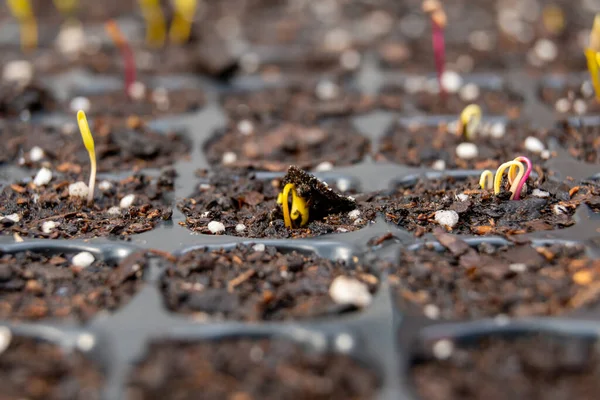 Une Mise Point Sélective Des Petits Semis Poussant Dans Sol — Photo