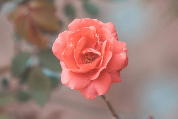 Enfoque Suave Una Rosa Melocotón Sobre Fondo Borroso Jardín — Foto de Stock
