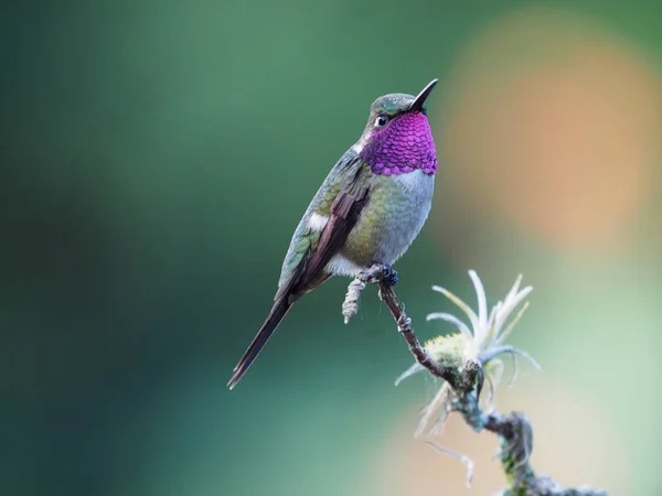 Detailní Záběr Ptáka Sedícího Větvi Stromu — Stock fotografie