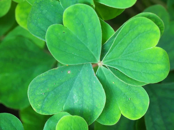 Gros Plan Trèfles Verts Quatre Feuilles Dans Jardin — Photo