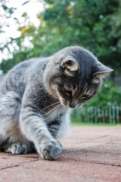 Vertical Shallow Focus Closeup Shot Tabby Cat Playing Park — Stock Photo, Image