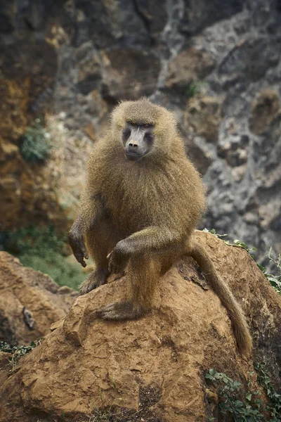 スペイン カンタブリア州カバーレノ動物園の崖の上にあるバーバリマカク猿の垂直浅い焦点距離 — ストック写真