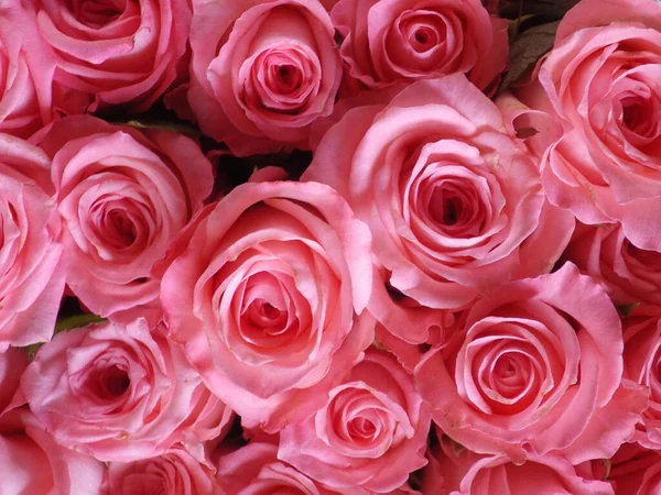 一张粉红色玫瑰的特写照片 — 图库照片