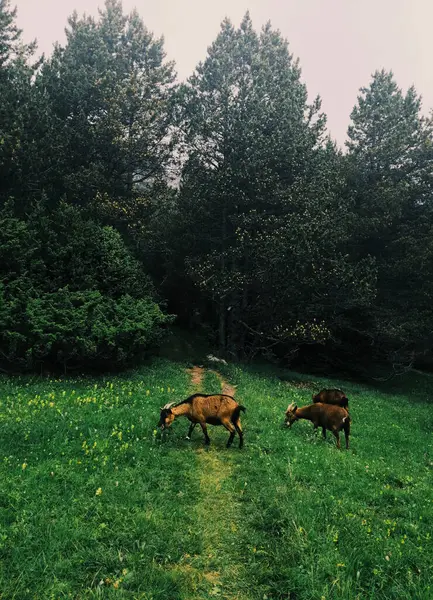 Beautiful Shot Goats Grazing Meadow — Stock Photo, Image