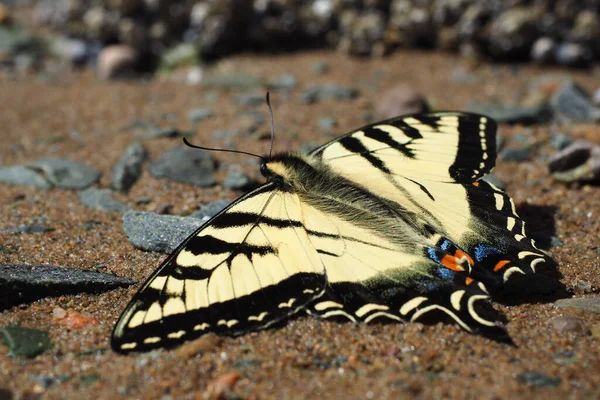 Uma Foto Macro Uma Borboleta Branca Preta Chão — Fotografia de Stock