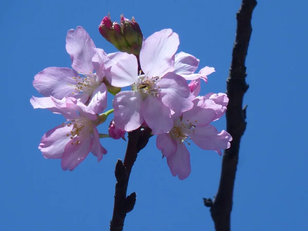 Ein Faszinierender Blick Auf Die Schönen Kirschblüten Garten — Stockfoto