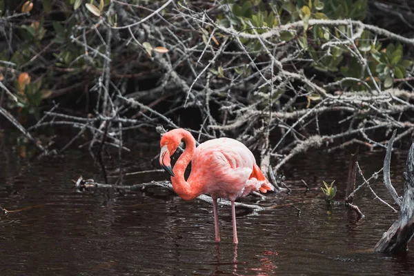 Mise Point Peu Profonde Flamant Rose Vibrant Dans Une Rivière — Photo