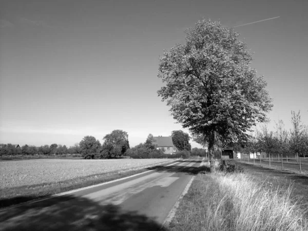 Graustufenaufnahme Einer Straße Die Tagsüber Von Bäumen Einem Feld Umgeben — Stockfoto