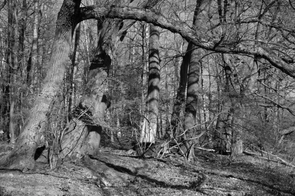 Eine Graustufenaufnahme Der Trockenen Großen Bäume Wald — Stockfoto
