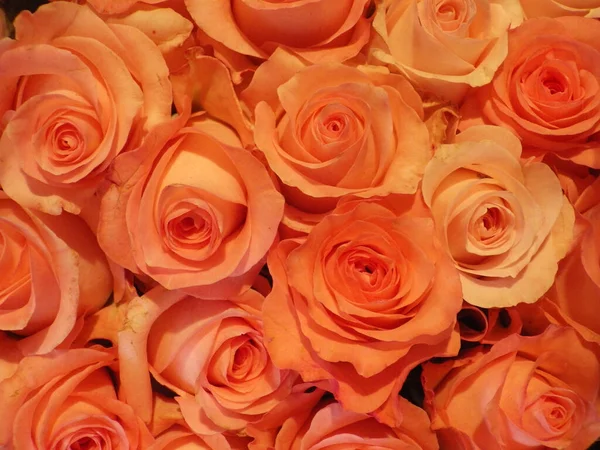 Tiro Close Rosas Laranja — Fotografia de Stock
