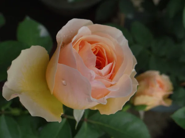 Крупним Планом Знімок Милої Троянди Під Сонячним Світлом — стокове фото