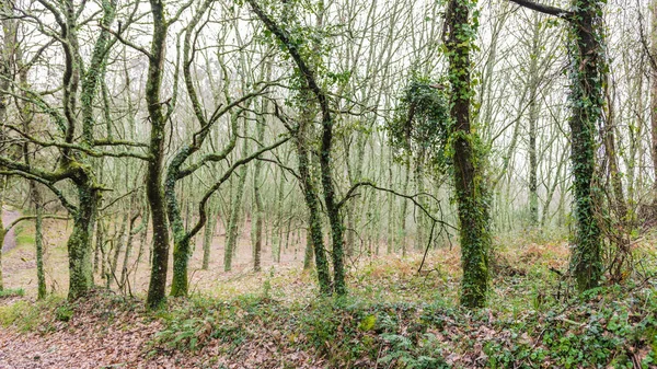 Tiro Perto Árvores Cobertas Com Musgo Verde Floresta — Fotografia de Stock