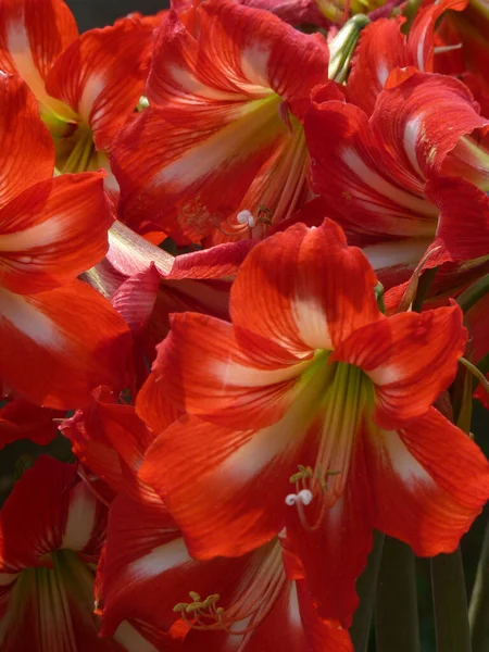 Close Vertical Das Belas Flores Amaryllis — Fotografia de Stock