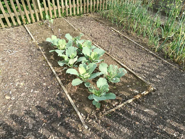 Ένα Πλάνο Υψηλής Γωνίας Ενός Κήπου Από Διάφορα Λαχανικά — Φωτογραφία Αρχείου
