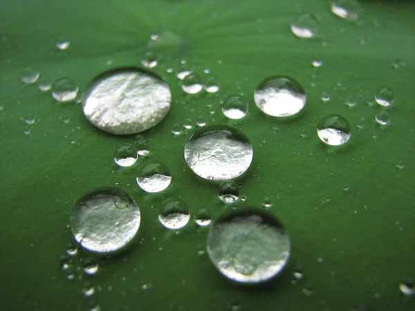 Szelektív Fókusz Vízcseppek Egy Élénk Zöld Lótuszlevél Textúra — Stock Fotó