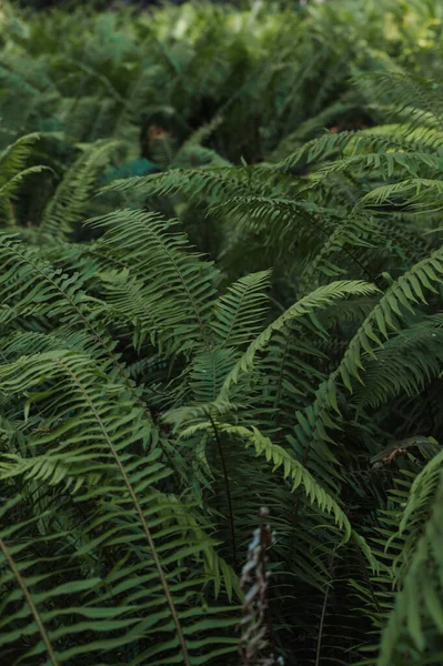 Tiro Perto Arbustos Tropicais Verdes Vibrantes — Fotografia de Stock