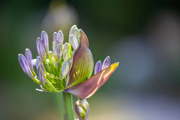 Selective Focus Closeup Shot Purple Agapanthus Flower Park — Stock Photo, Image
