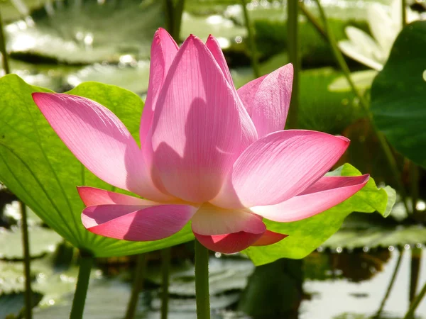 Una Flor Loto Rosa Floreciendo Estanque Lleno Almohadillas Lirio Día — Foto de Stock