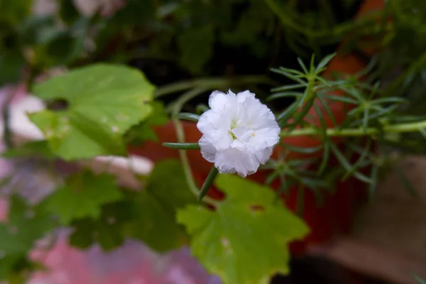 Primer Plano Una Hermosa Flor Blanca Sobre Fondo Borroso — Foto de Stock
