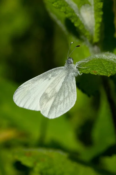 Vertikální Detailní Záběr Bílého Motýla Leptidea Sinapis Sedícího Květině Zahradě — Stock fotografie