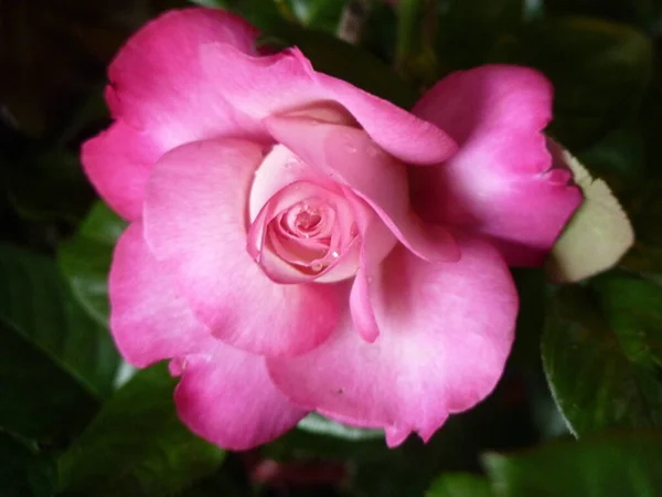 Primer Plano Una Rosa Rosa — Foto de Stock