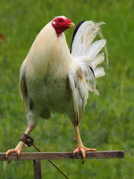 Vertical Closeup Shot White Chicken Perched Metal Perch — Stock Photo, Image