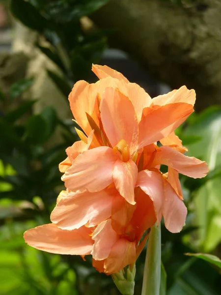 白天在花园里拍了一张漂亮兰花的特写 — 图库照片