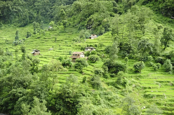 Een Betoverende Opname Van Mysterieuze Levendige Bossen Van Nepal — Stockfoto