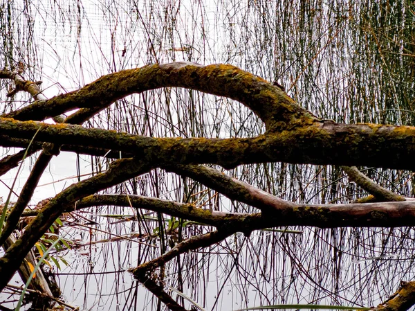 Vecchi Alberi Caduti Nel Lago Coperto Muschio Buono Sfondi — Foto Stock