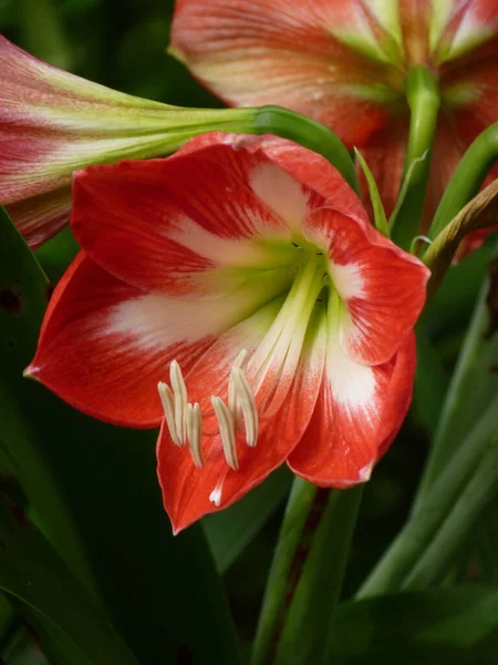 Eine Vertikale Aufnahme Schöner Roter Und Weißer Amaryllis Blüten — Stockfoto