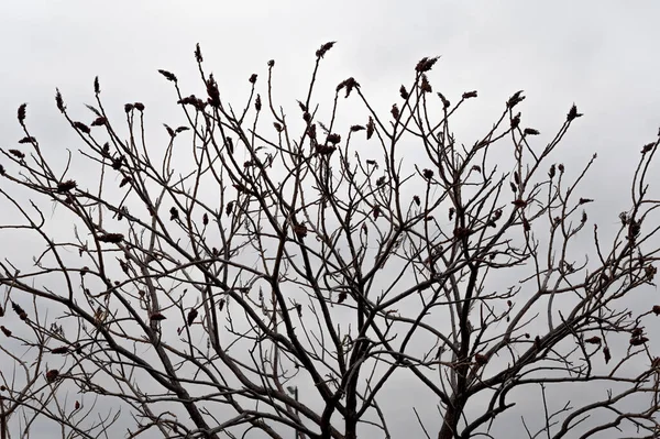 冬は寂しい木 — ストック写真