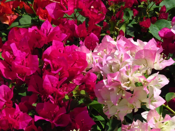 Крупним Планом Знімок Красивих Рожевих Квітів Бугенвілля — стокове фото
