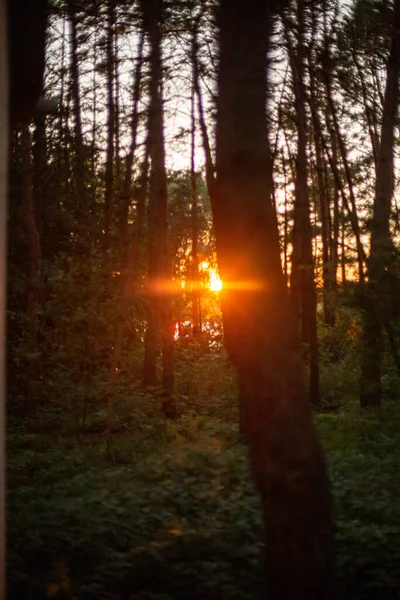 Bela Floresta Brilhando Sob Pôr Sol Brilhante — Fotografia de Stock