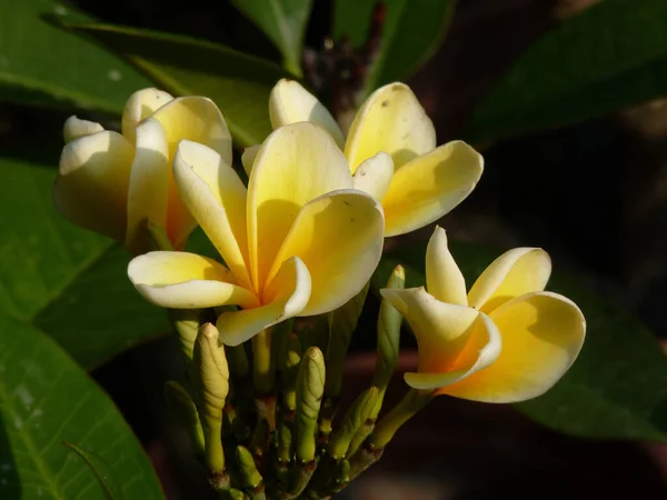 Een Macro Close Opname Van Plumeria Bloemen Een Tuin — Stockfoto