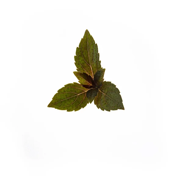 一个简单的绿色叶子在白色背景上被隔离的例子 — 图库照片