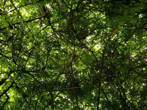 Uma Bela Paisagem Muitas Árvores Folhas Verdes Dia Ensolarado — Fotografia de Stock