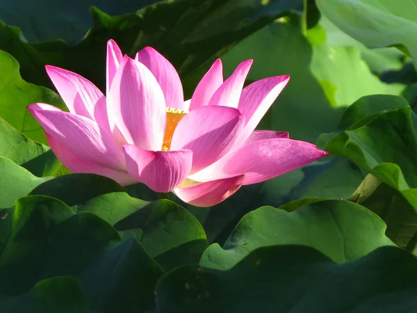 Plan Rapproché Une Fleur Lotus Rose Dans Jardin — Photo
