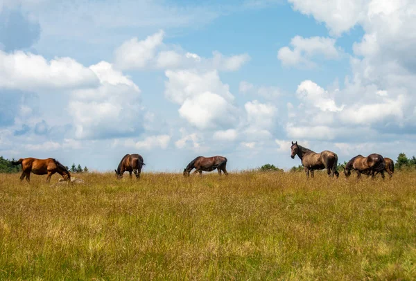 Tiro Paisagem Grupo Cavalos Que Pastam Campo Dia Nublado — Fotografia de Stock