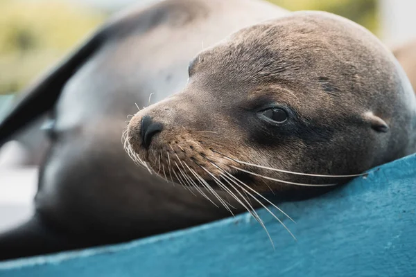 Primer Plano Una Puesta León Marino Gris —  Fotos de Stock