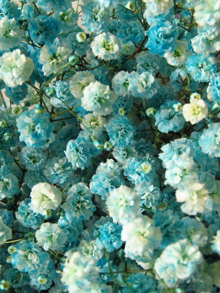 Tiro Close Belas Flores Peônia Jardim — Fotografia de Stock