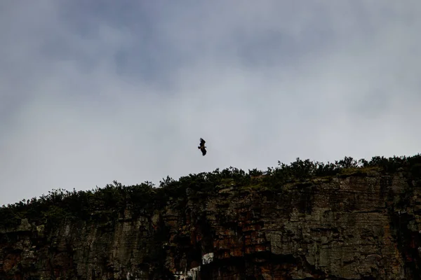 青い空の崖の上を飛ぶハゲワシ — ストック写真