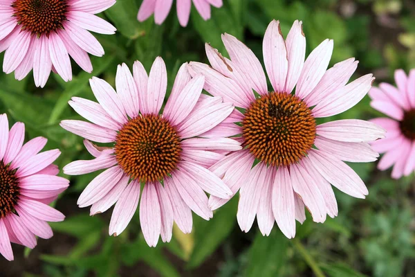 Eine Nahaufnahme Von Rosa Gänseblümchen Einem Garten — Stockfoto