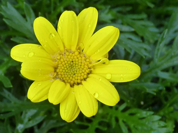 庭で成長している黄色のデイジーの選択的な焦点ショット — ストック写真