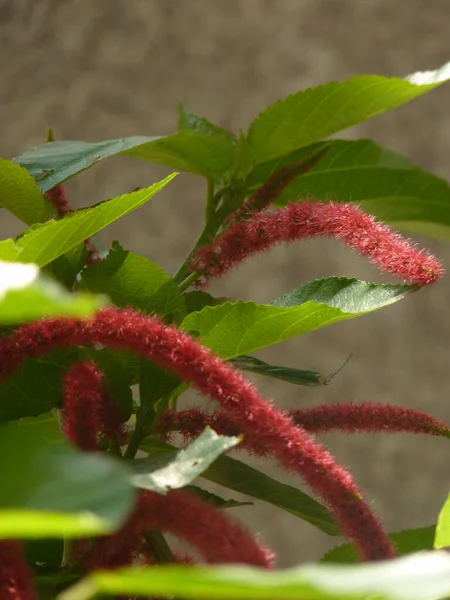 Colpo Verticale Fiore Akalifa Rosso — Foto Stock