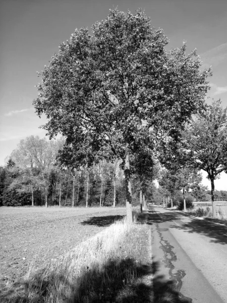 Plan Niveaux Gris Une Route Entourée Arbres — Photo