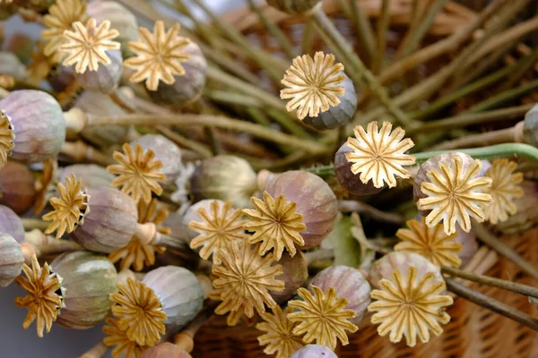 High Angle Shot Dry Xeranthemum Annuum Sunlight — Stock Photo, Image